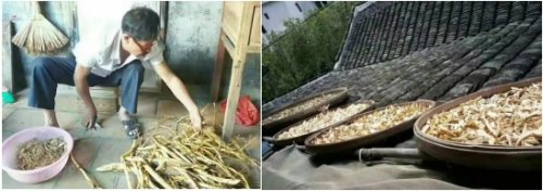 从患者到医者：民间中医师杨雄树与肝病治疗的草木传奇