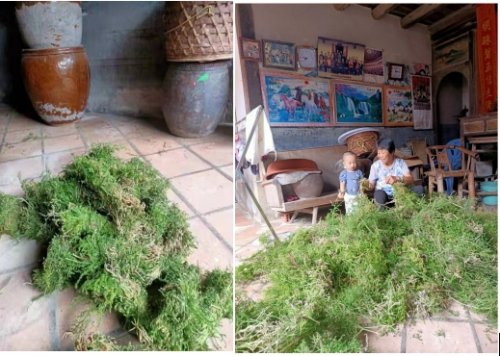 从患者到医者：民间中医师杨雄树与肝病治疗的草木传奇